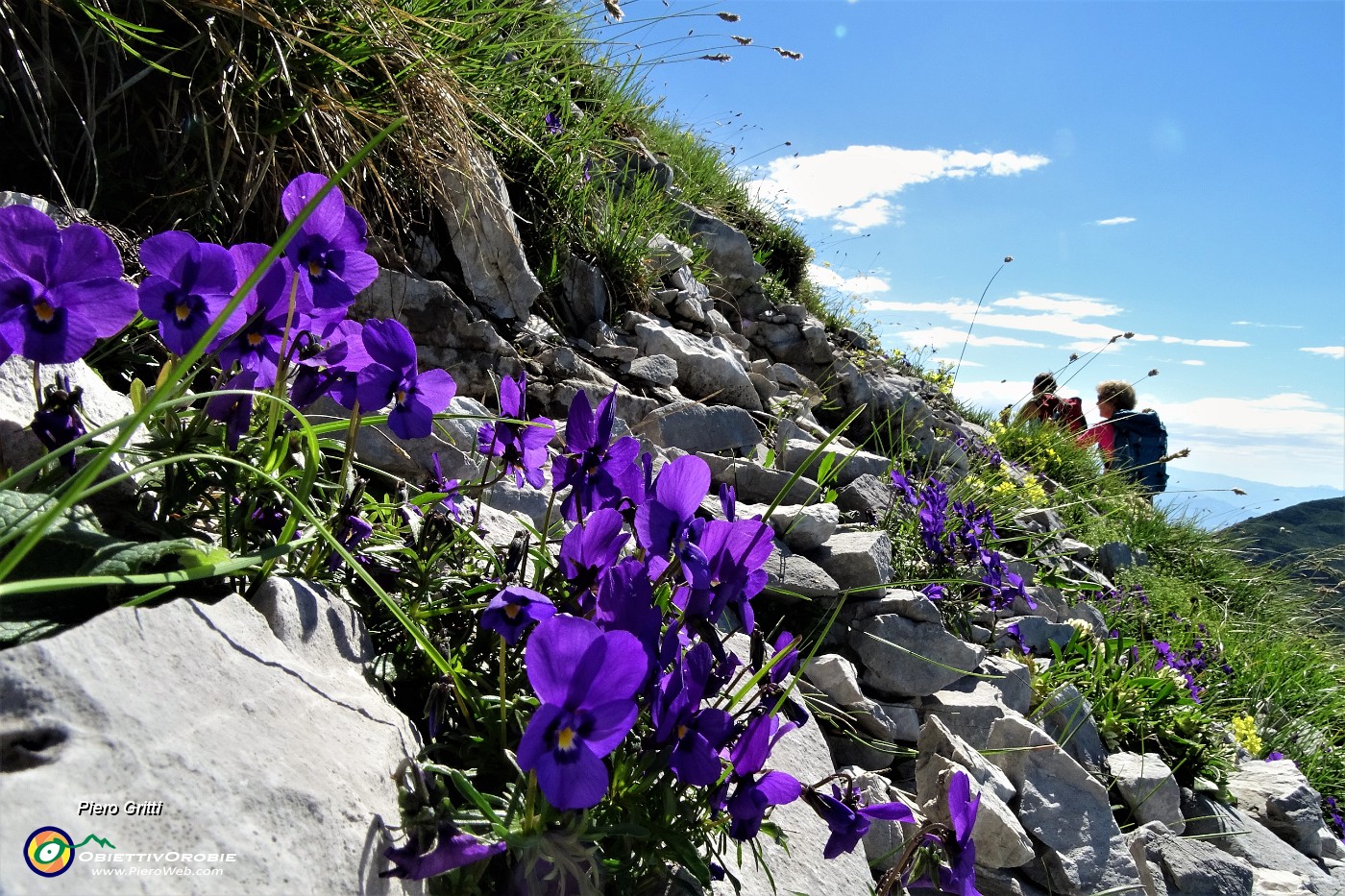 24 Fioriture della Viola di Duby (Viola dubyana) tra le rocce calcaree.JPG